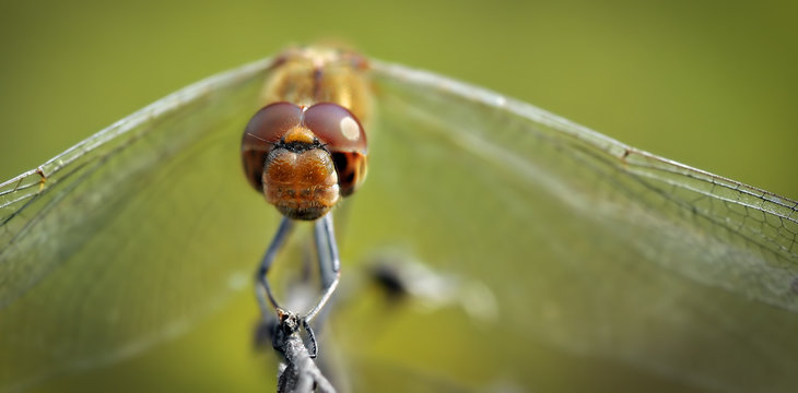 libellula rossa