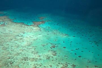 Fototapeta na wymiar Great Barrier Reef