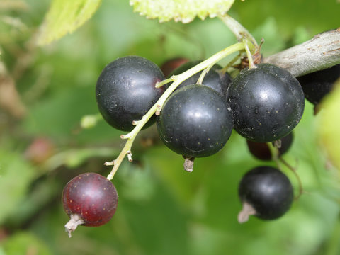 A Cluster Of Ripe Black Currant In The Garden