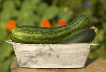 Zucchini