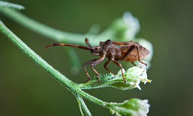 bug