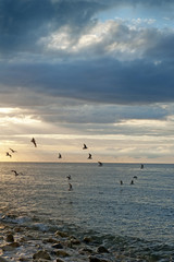 birds above sea level