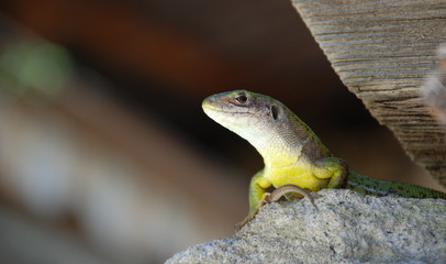 Ein Juwel der Natur - Smaragdechse