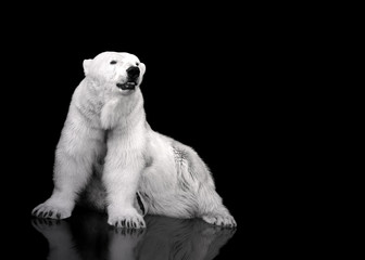 White Polar Bear Hunter - sitting