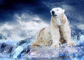 Witte ijsbeerjager op het ijs in waterdruppels.
