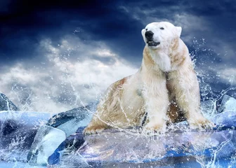 Foto op Plexiglas Foto van de dag Witte ijsbeerjager op het ijs in waterdruppels.