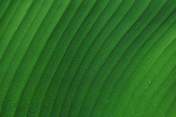 Green Leaf