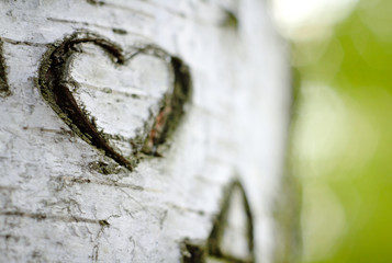 Naklejka premium Rzeźbione „Serce miłości” na drzewie brzozowym