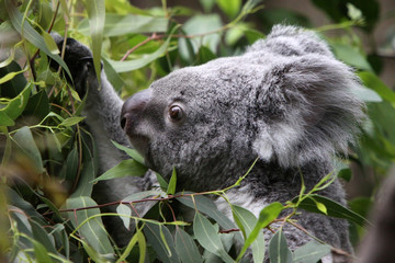 Koala