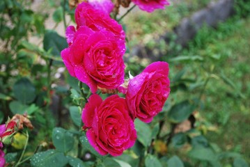 rose blühend