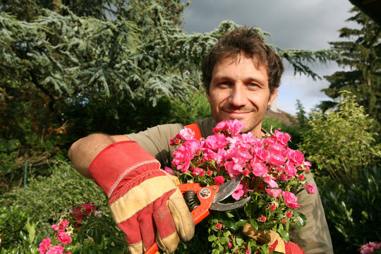 jardinier taille un rosier rose
