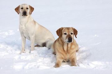 Zwei Labrador Retriever