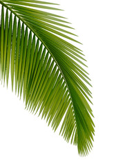 Obraz premium Green palm tree
