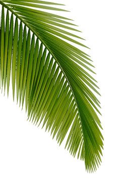 Green palm tree