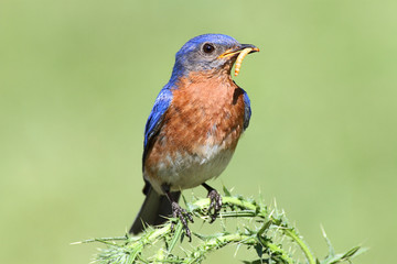 Male Eastern Bluebird