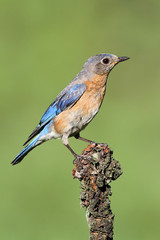 Fototapeta premium Eastern Bluebird