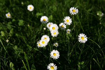 Fototapeta premium daisys in spring