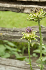 milk thistle