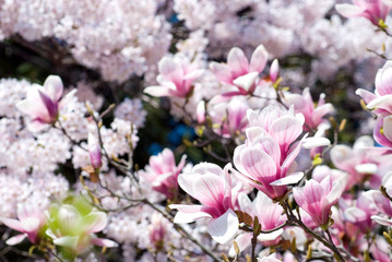 桜の花をバックに木蓮の花