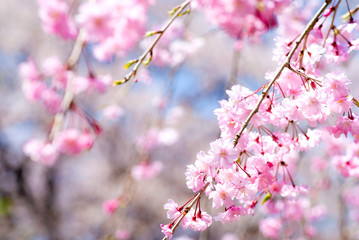 満開の紅枝垂桜の花
