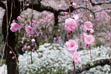 枝垂桃の花