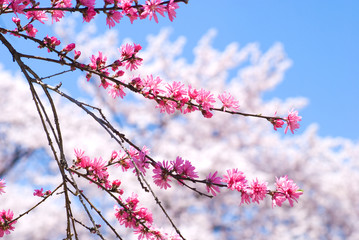 桜をバックに菊桃の花