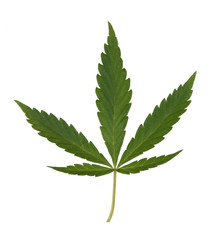 hemp leaf