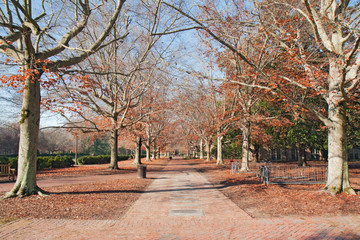 Brick walkway in autumn
