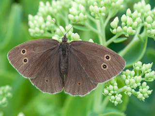 Brauner Waldvogel - Aphantopus hyperantus
