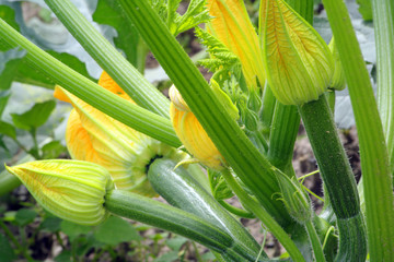 Blossoming vegetable marrow