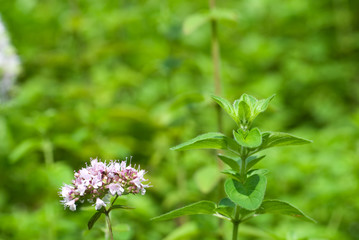 オレガノの葉と花