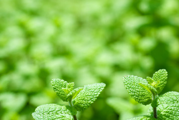 スペアミントの葉 © varts