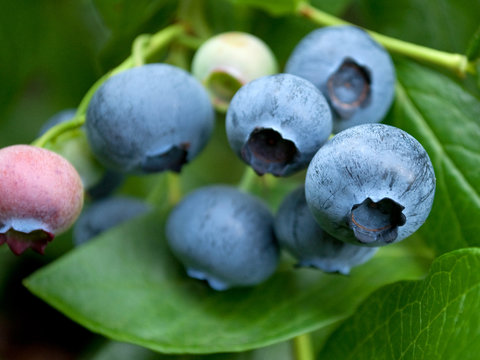 Kulturheidelbeeren - Vaccinium Myrtillus