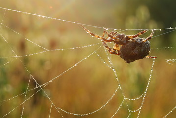 Spiderweb