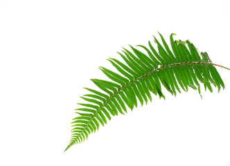 Green fern leaf isolated on white