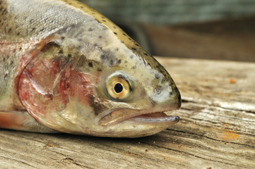 Trout fish on the wooden background