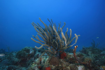 Fototapeta na wymiar nurkowanie Aruba
