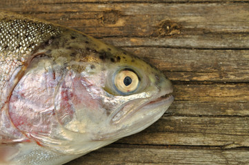 Trout fish on the wooden background