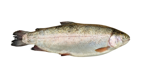 Trout fish isolated on white background