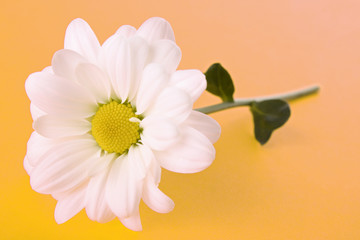 White camomile on yellow background