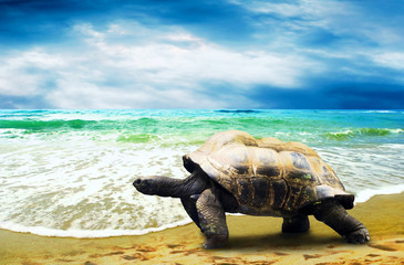 Big Turtle on the tropical oceans beach