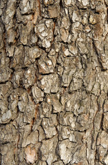 Tree bark texture
