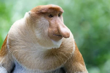 Door stickers Monkey Proboscis monkey
