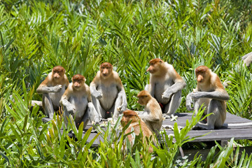 Proboscis monkey