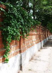 Fototapeta na wymiar Stone wall of the old brick with ivy and vine