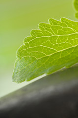 Stevia Rebaudiana Süßkraut Close Up Blatt auf Stein