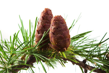 The branch of larch cones