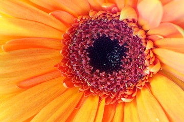 Centre of bright orange gerbera flower