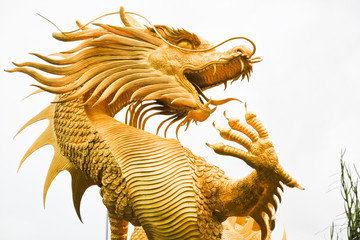 Golden dargon