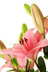 Pink lily blossom